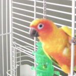 Shadow, the male sun conure.